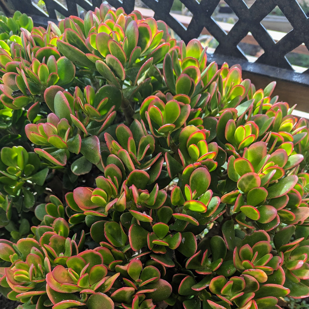 Crassula Ovata 'Hummel's Sunset | Golden Jade