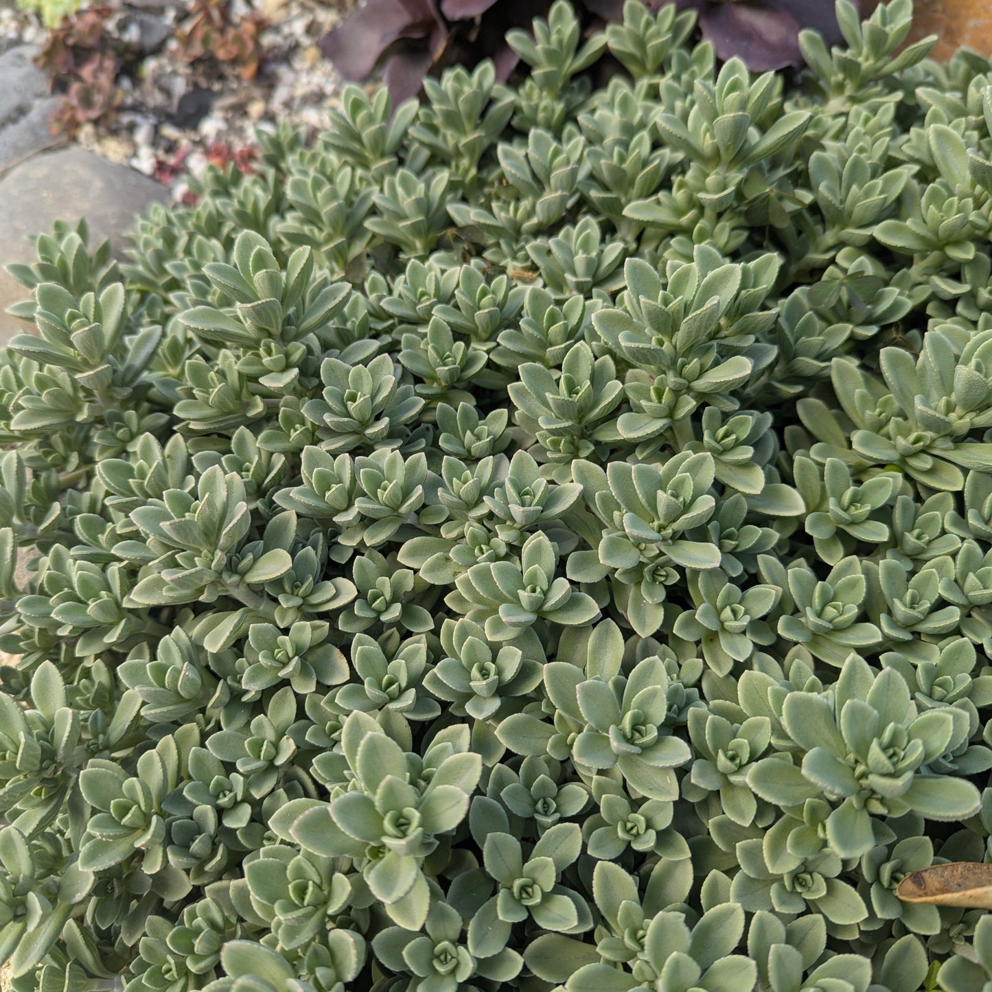 Sedum Cockerellii | Cockerell's Stonecrop