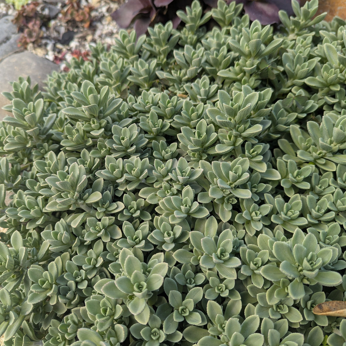 Sedum Cockerellii | Cockerell's Stonecrop