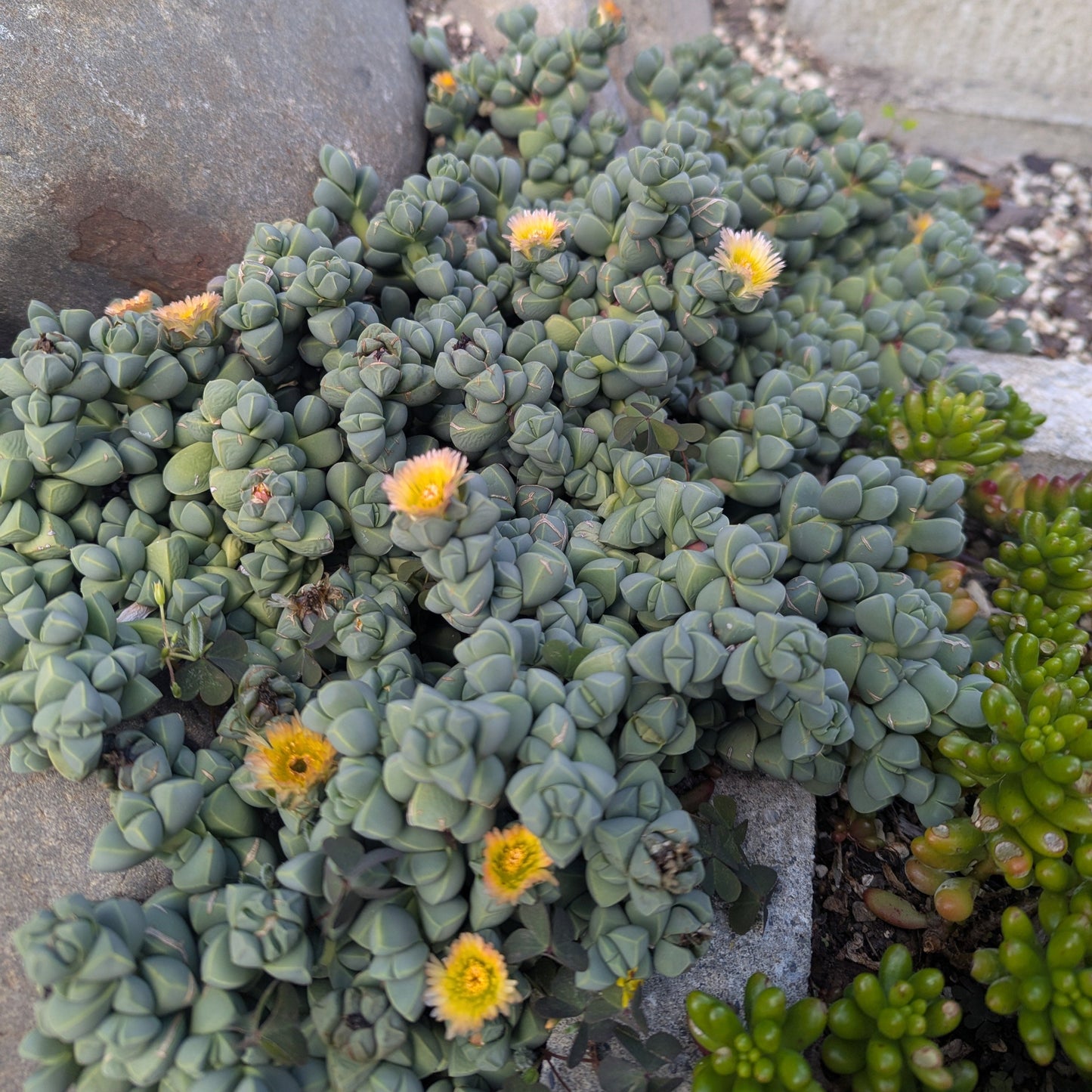 Corpuscularia Lehmannii | Ice Plant