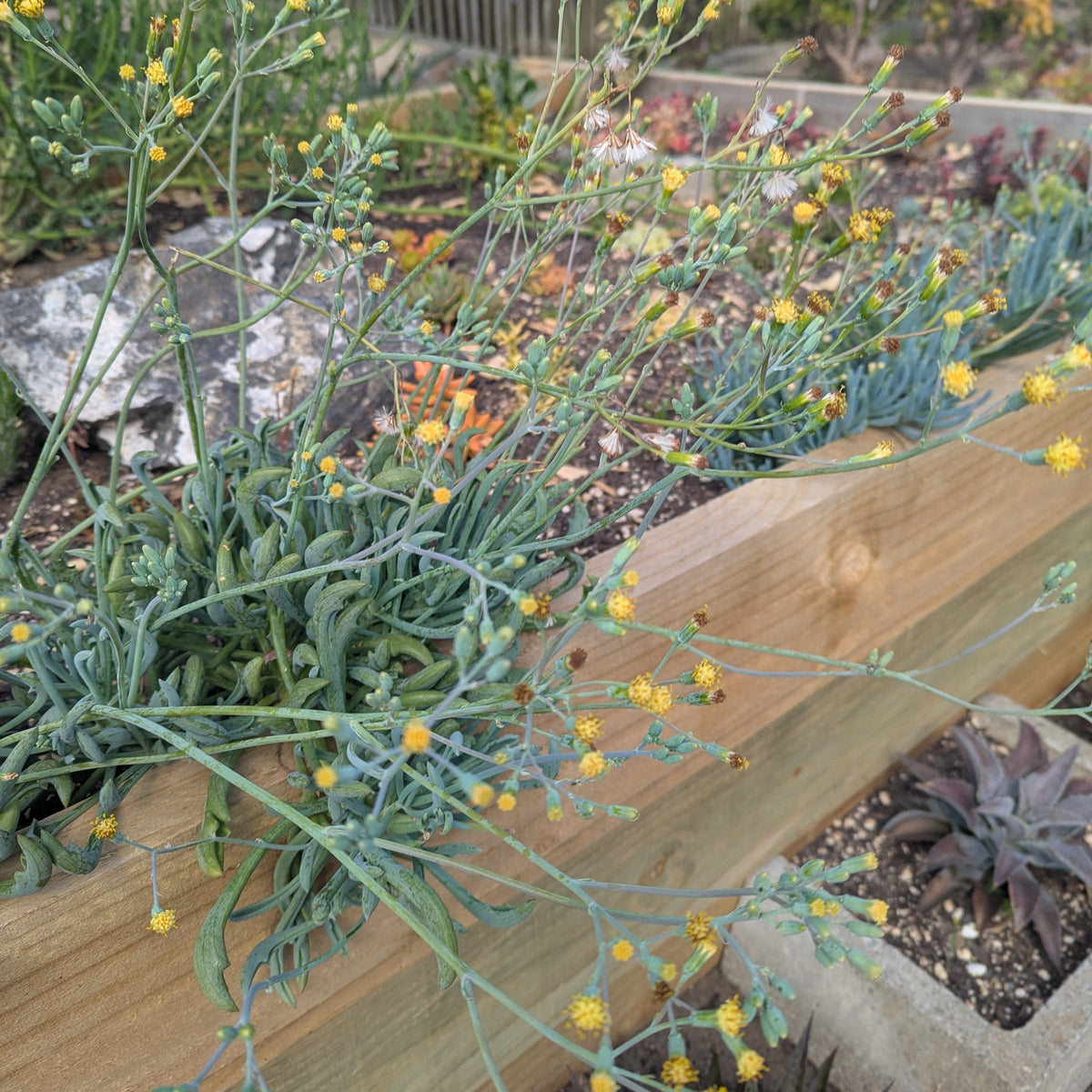Senecio Kleiniiformis | Spear Head
