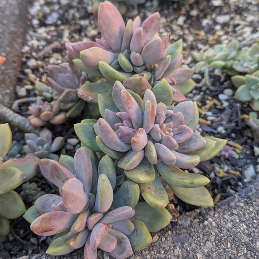 Graptoveria Opalina Cristata