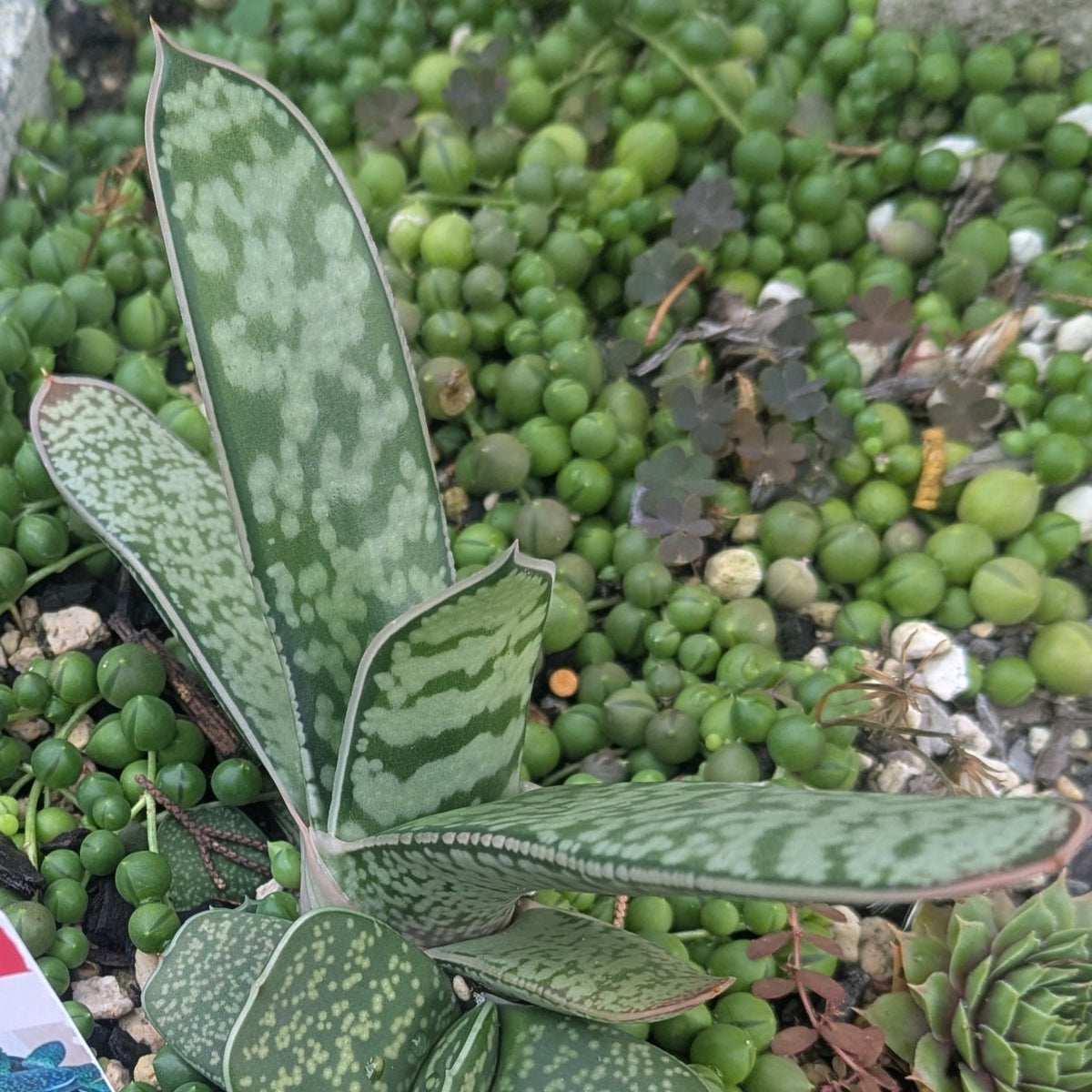 Gasteria Obliqua