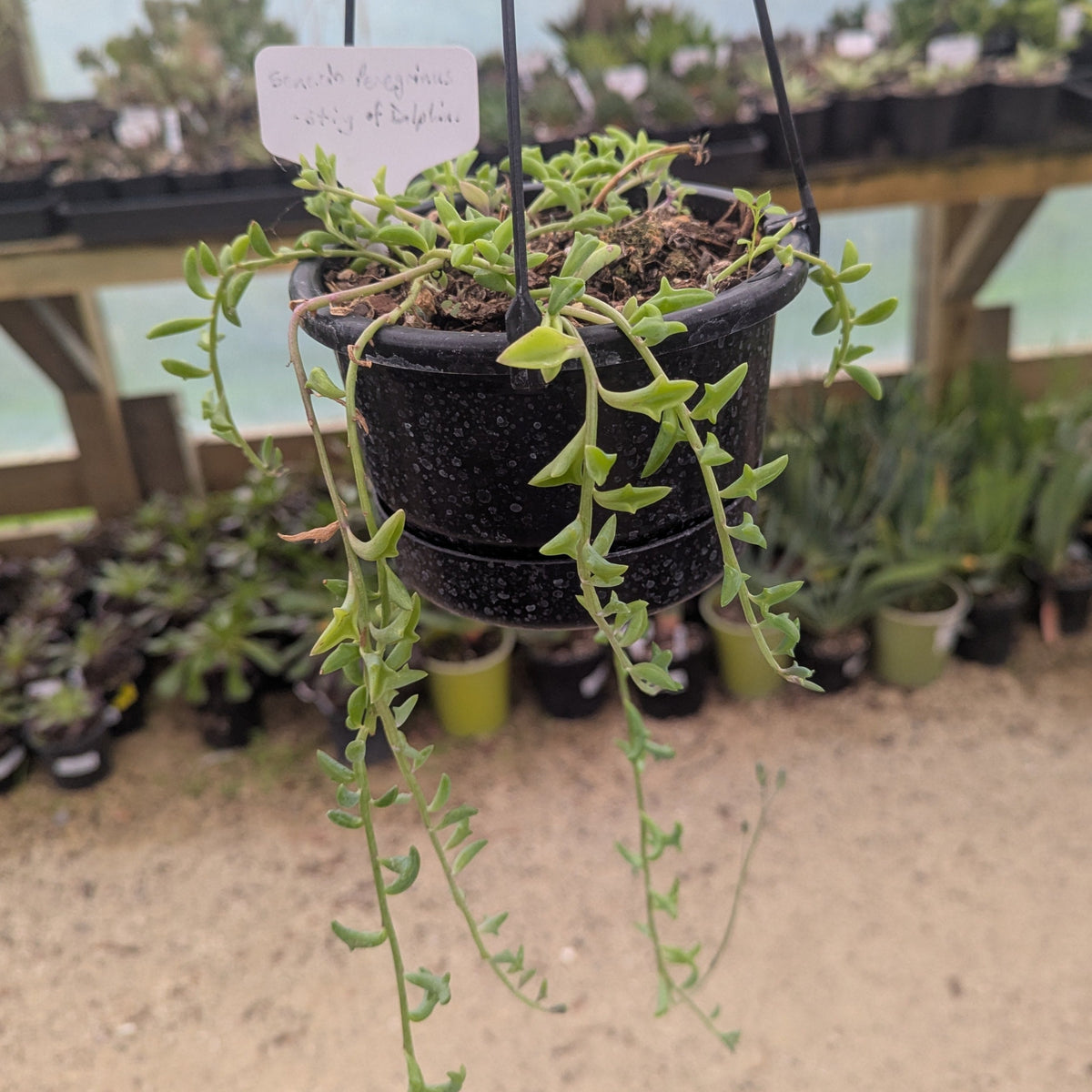 Senecio Peregrinus | String of Dolphins