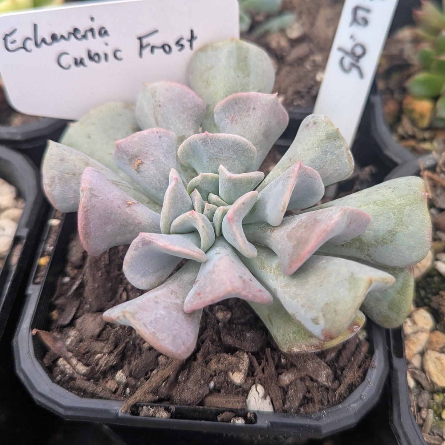 Echeveria Cubic Frost