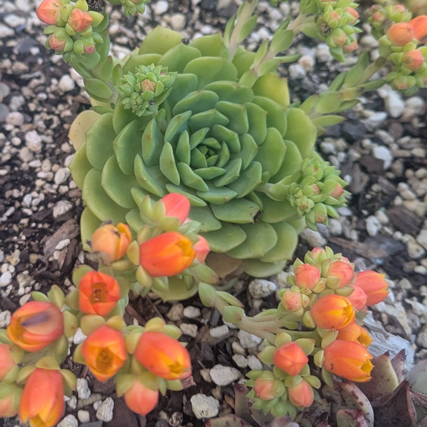 Echeveria Cris