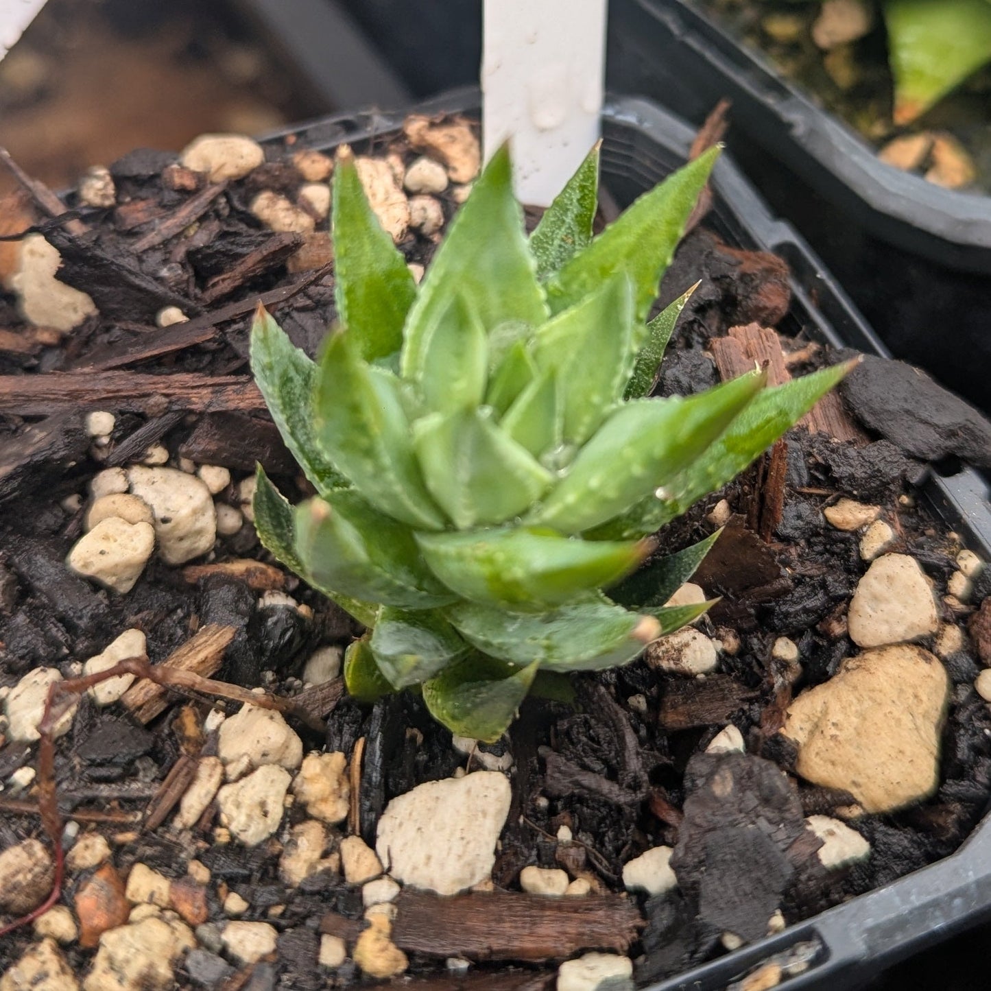 Haworthia Glauca var Herrei