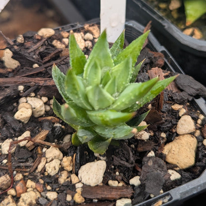 Haworthia Glauca var Herrei