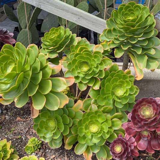 Aeonium Undulatum | Stalked Aeonium
