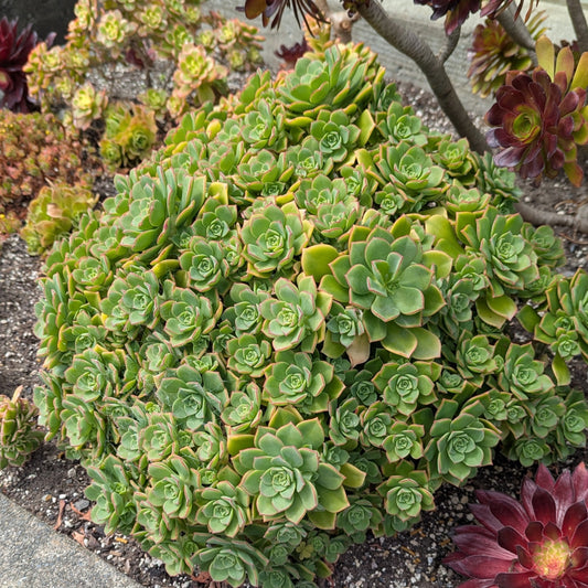 Aeonium Decorum var Guarimarense | Miniature Bonsai version