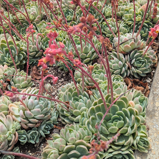 Echeveria Elegans | Mexican Snowball