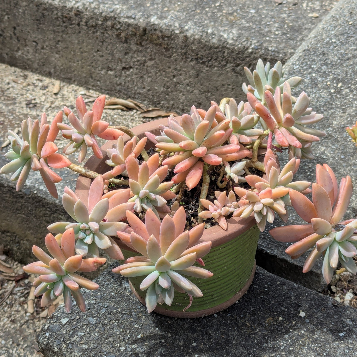 Graptosedum Francesco Baldi