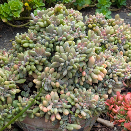 Pachyveria Clavifolia Christata