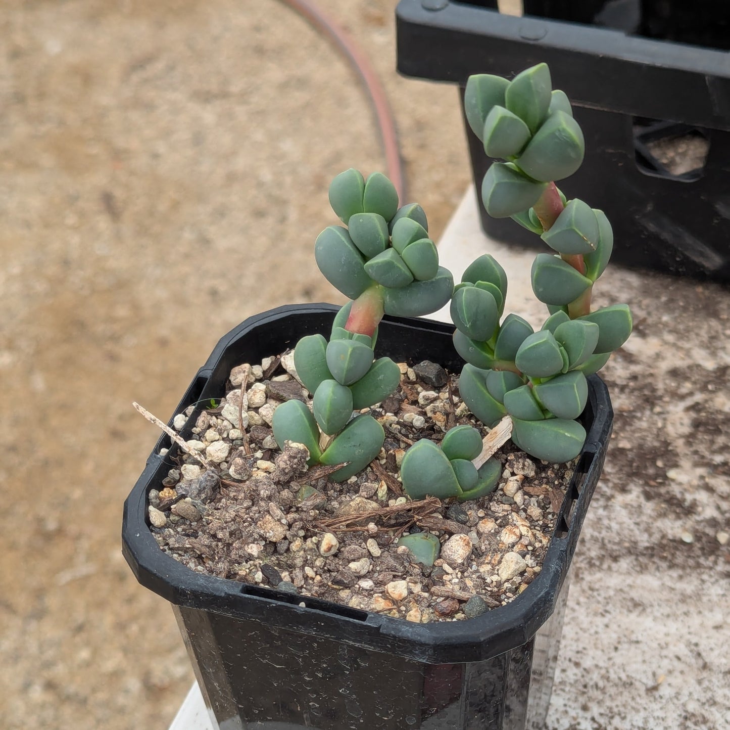 Corpuscularia Lehmannii | Ice Plant