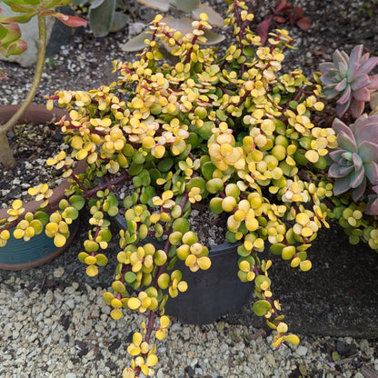 Portulacaria Afra Aurea | Yellow Rain Bush