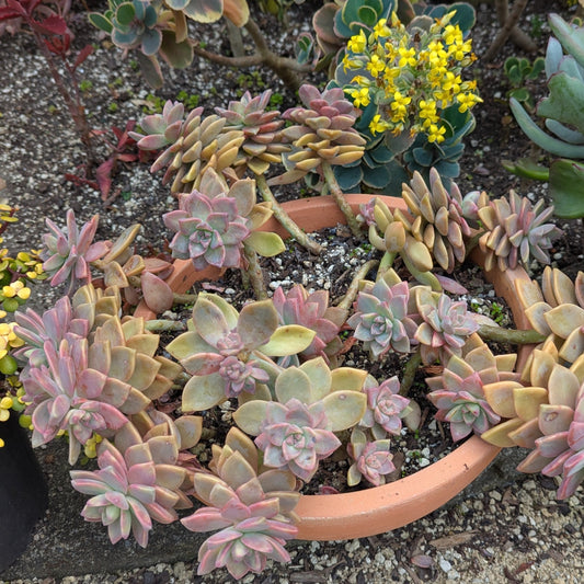 Graptopetalum Tricolor
