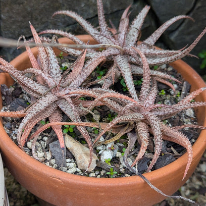 Aloe Bellatula