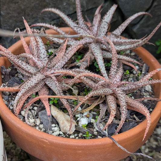 Aloe Bellatula