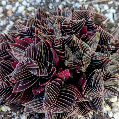Crassula Capitella Subsp. Thyrsiflora | Pagoda Village