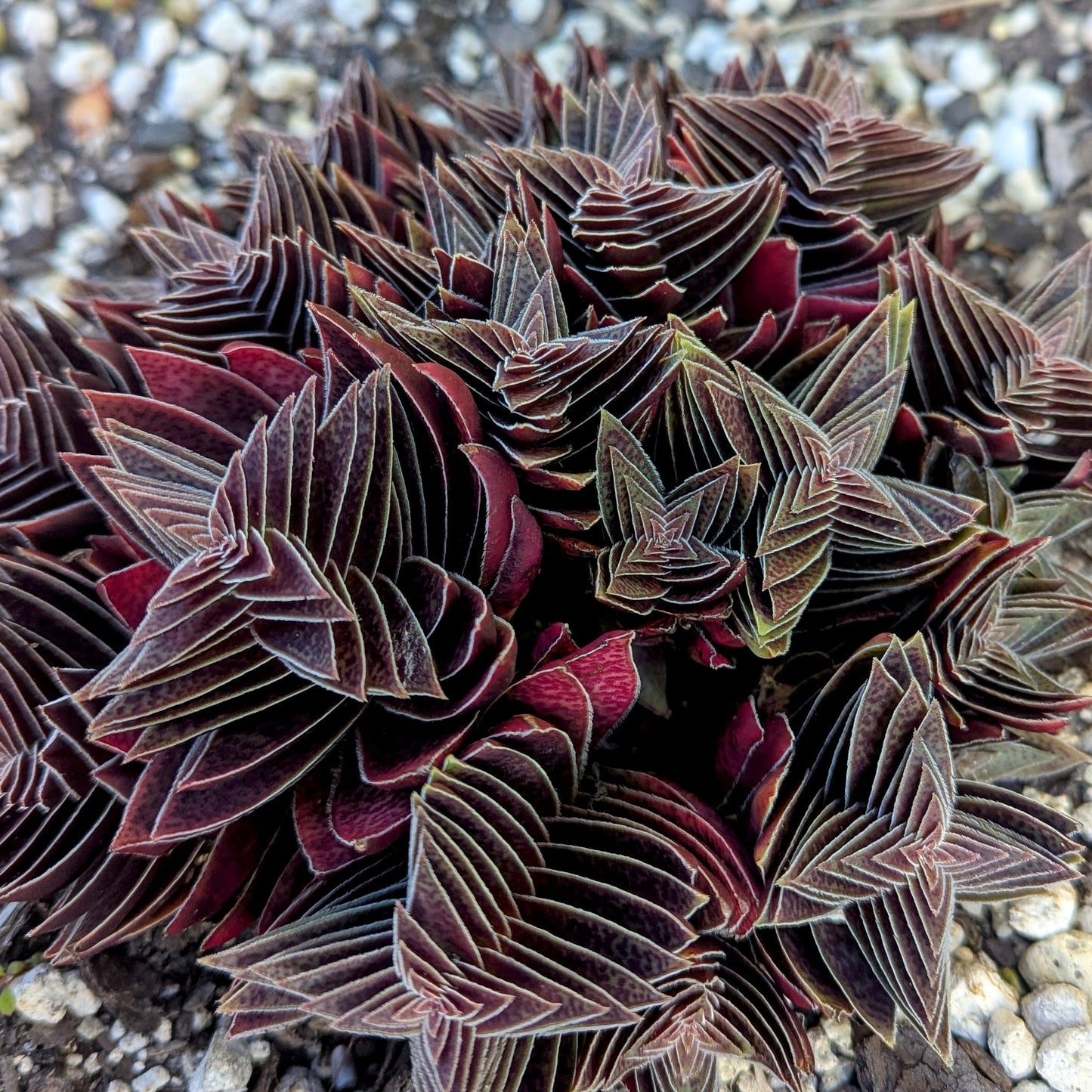 Crassula Capitella Subsp. Thyrsiflora | Pagoda Village