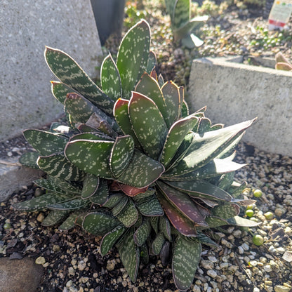 Gasteria Pillansii | Mother-in-Laws Tongue