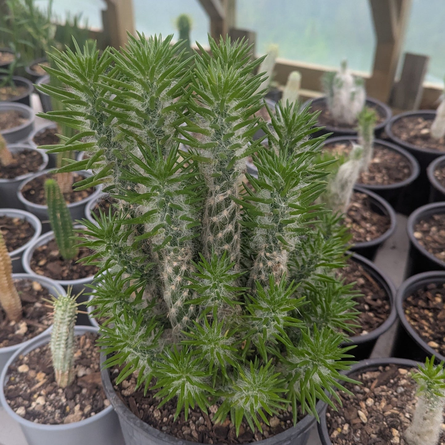 Austrocylindropuntia Vestita | Old Man Opuntia