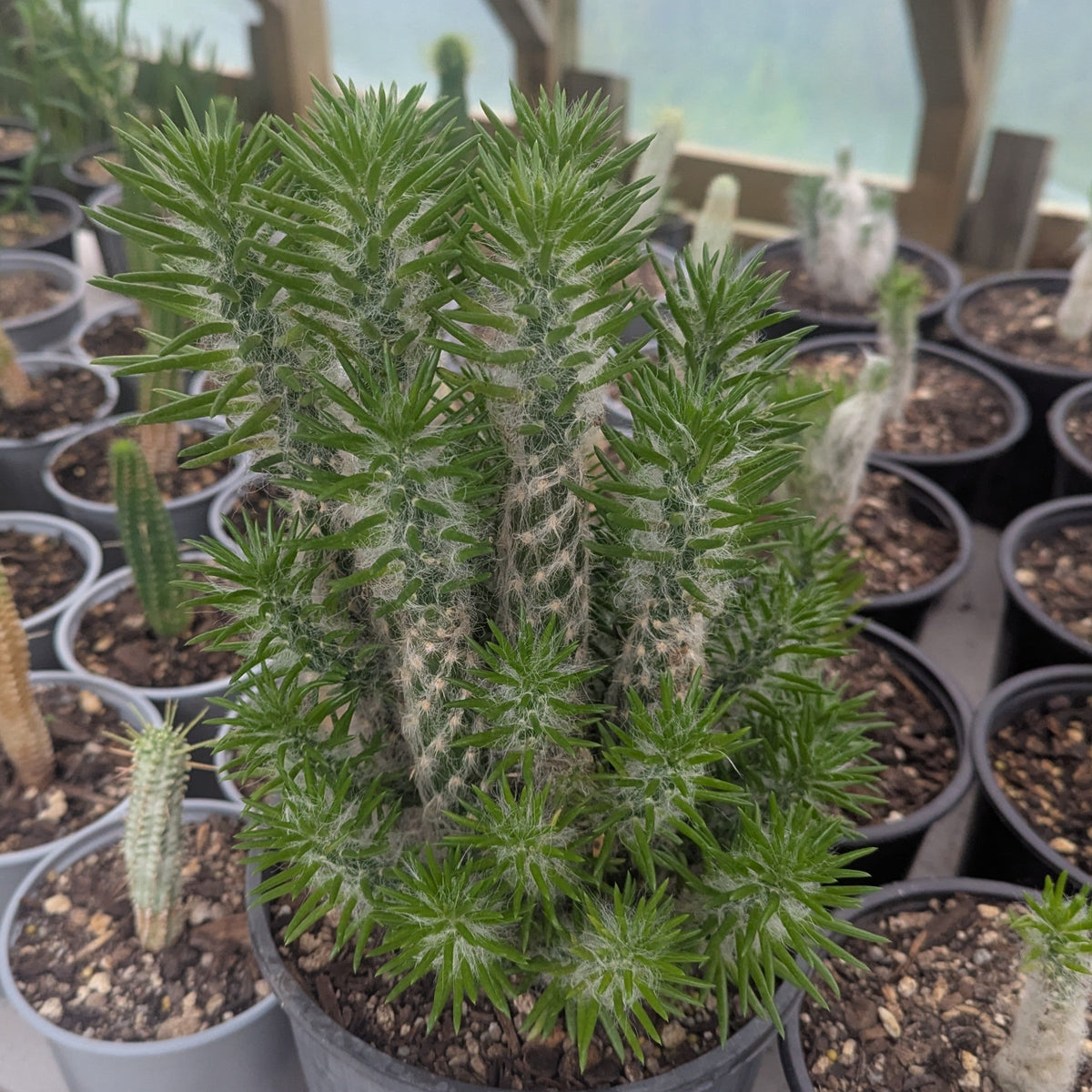 Austrocylindropuntia Vestita | Old Man Opuntia