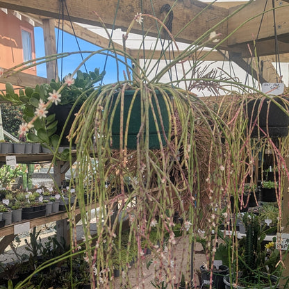 Rhipsalis Baccifera | Spaghetti Cactus