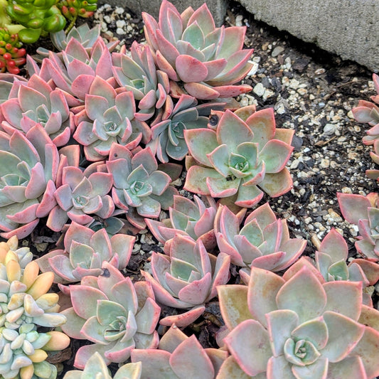 Graptopetalum Purple Haze