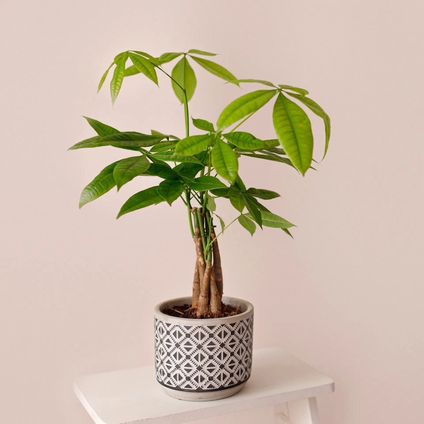money plant in the philippines Pachira 'Money Tree' – Jungle Story