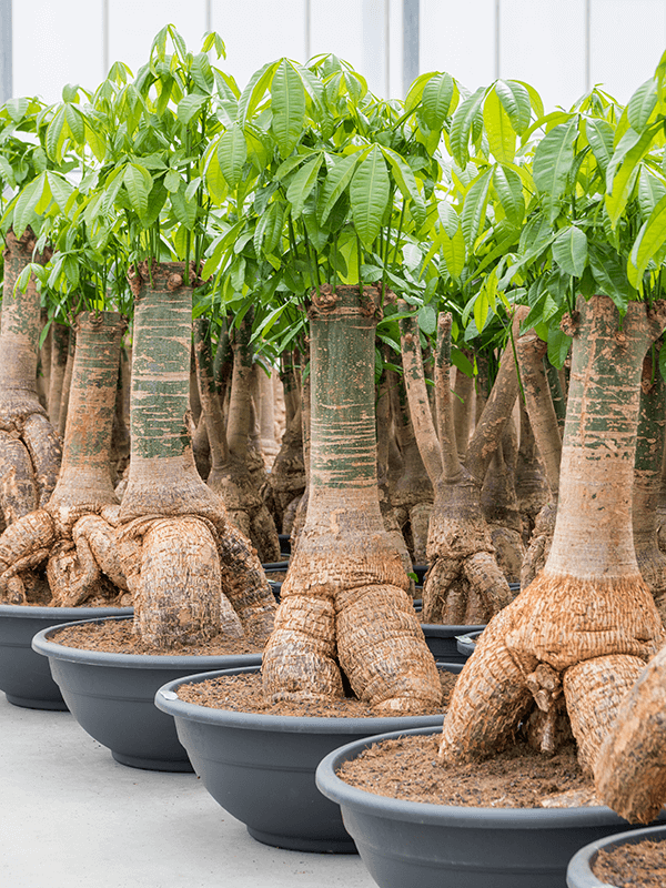 money tree bonsai thick trunk Pachira 'Money Tree' – Jungle Story