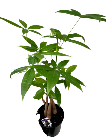 Pachira 'Money Tree' Triple Trunk 14cm