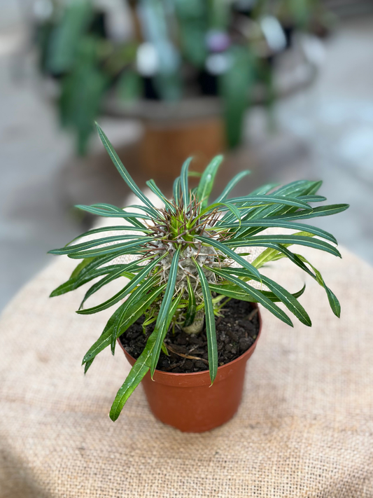 Pachypodium_sp_Madagascar_Palm_plant_in_10_cm_pot