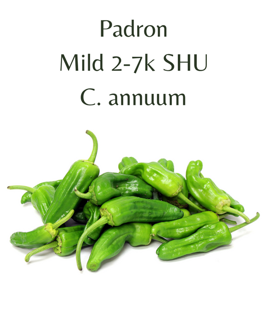 Padron_Chilli_Seeds_10_seeds