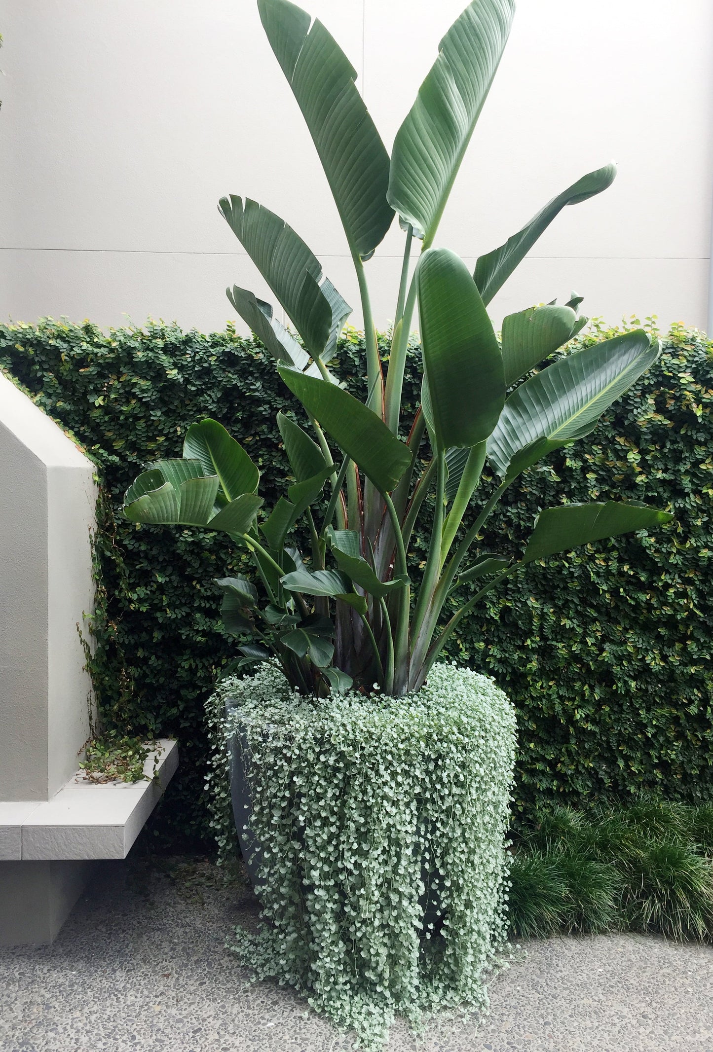 Strelitzia Nicolai in Babylon Store