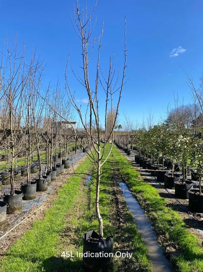 Pear 'Winter Cole' 45ltr: 3m-3.2m Tall
