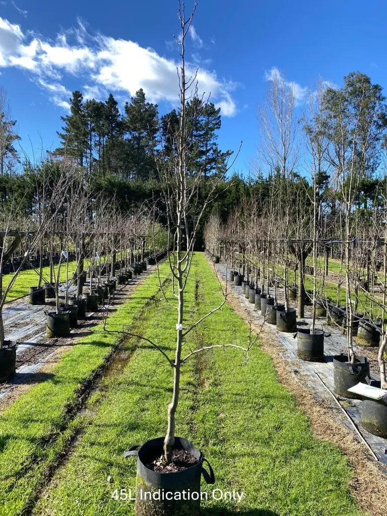 Pear 'Winter Nelis' 45ltr: 2.2m-2.4m Tall