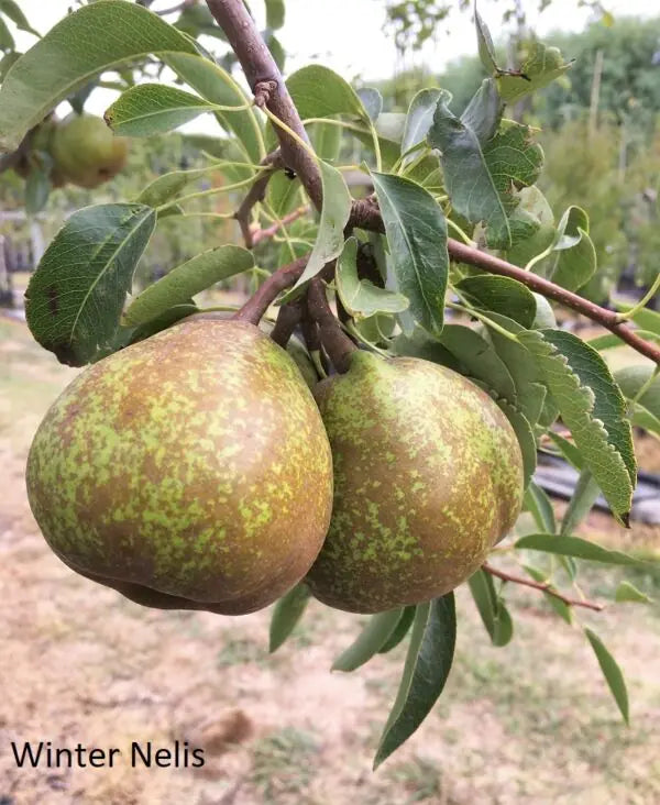 ?!label-Indicative photo