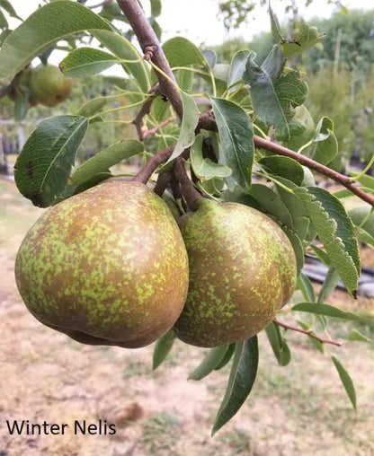 ?!label-Indicative photo