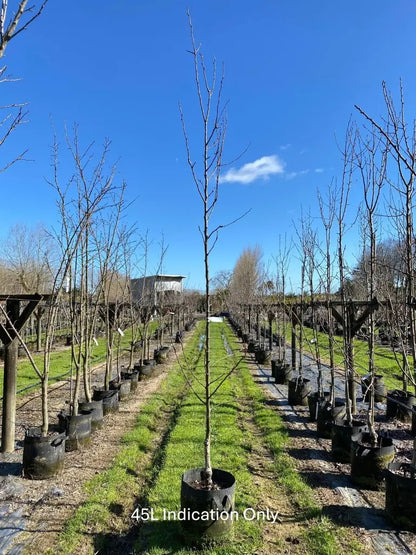 Pear 'Red Bartlett' 45ltr: 2.5m-3m Tall