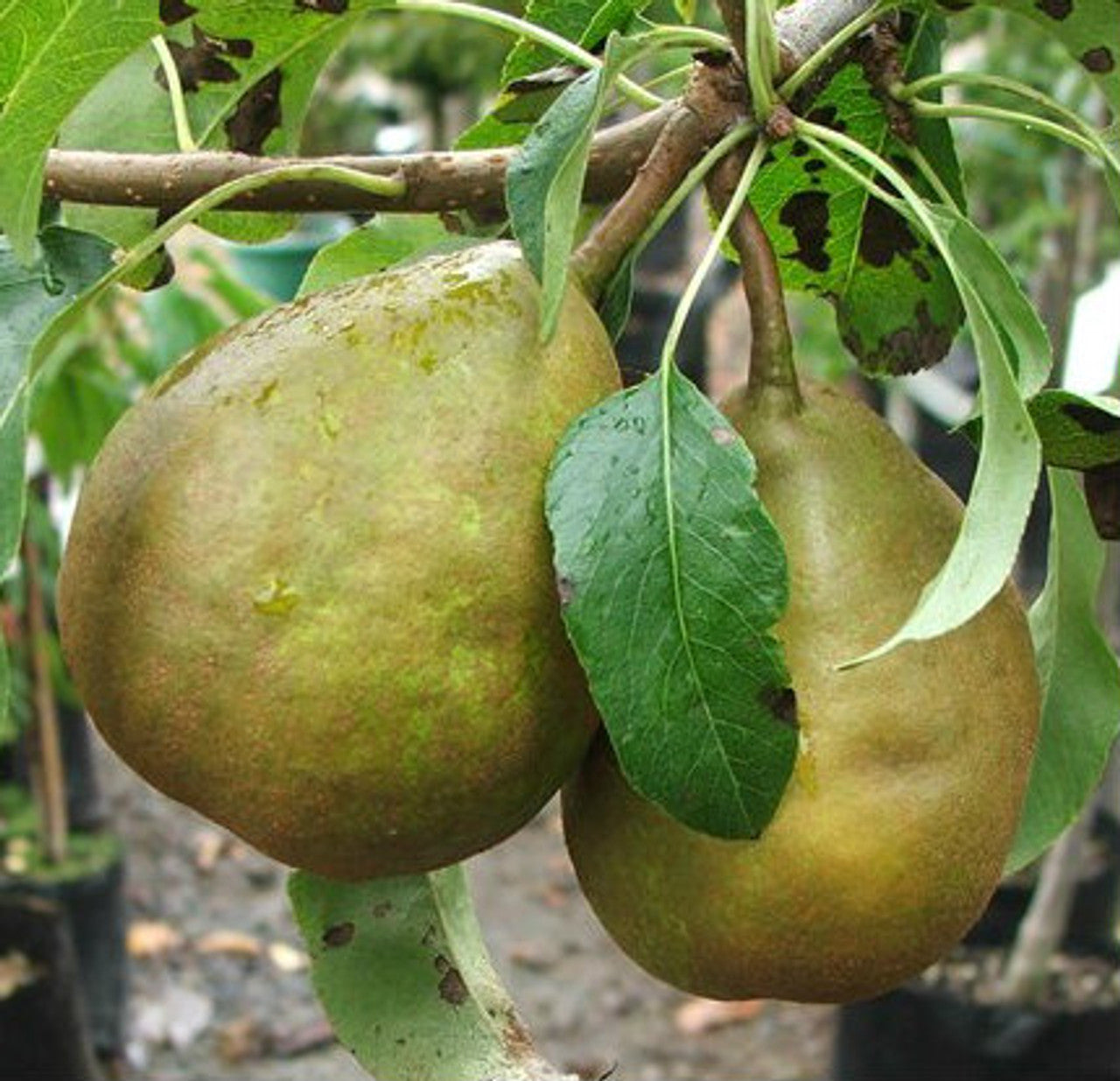 ?!label-Indicative photo