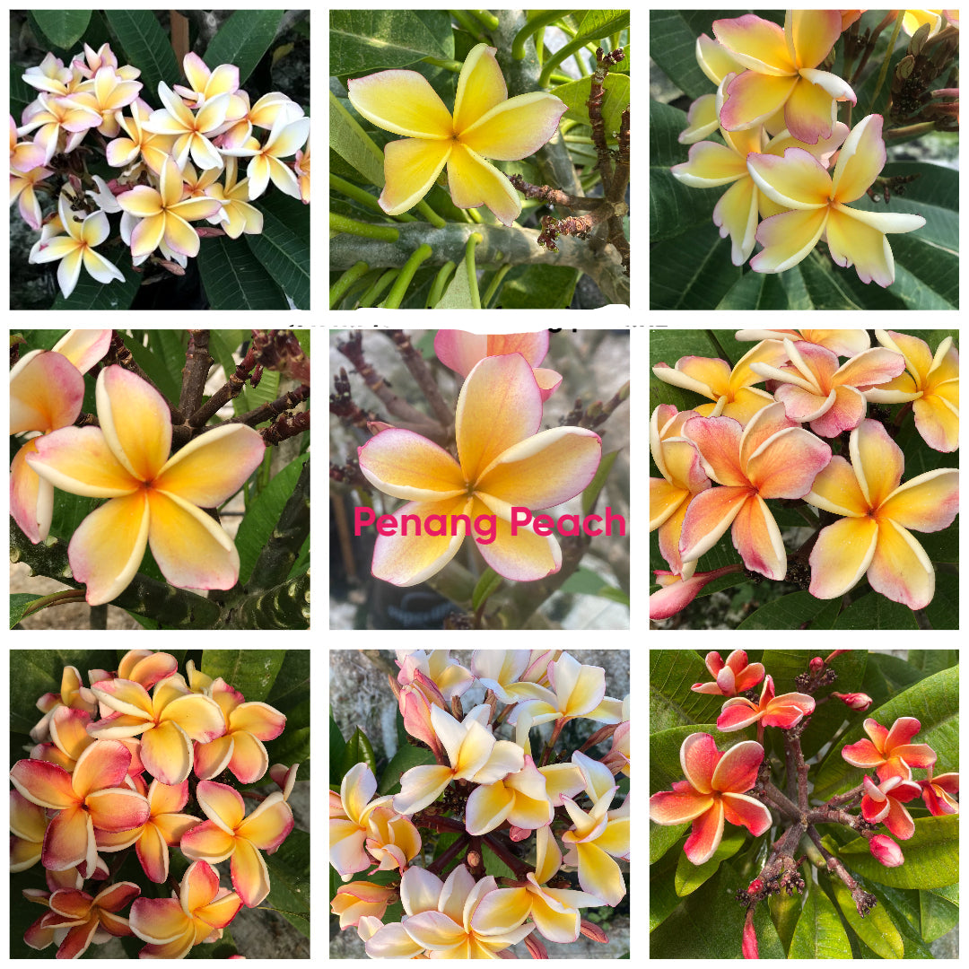 ?!label-Indicative photo