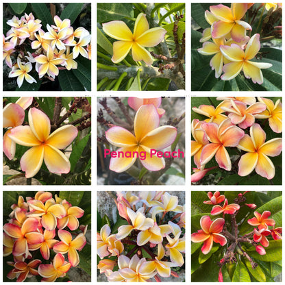 ?!label-Indicative photo