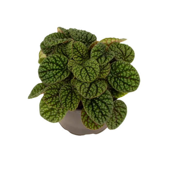 Peperomia Green Bubble 12cm