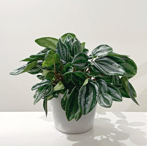 Peperomia Mini Watermelon 14cm