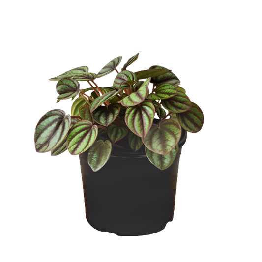 Peperomia 'Piccolo Banda'