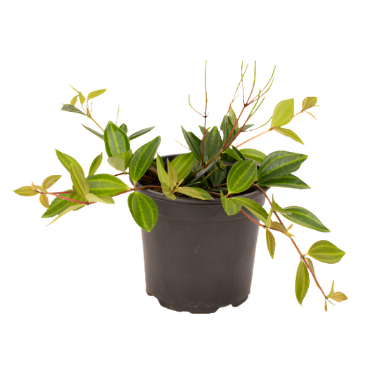 Peperomia 'Rocca Verde'