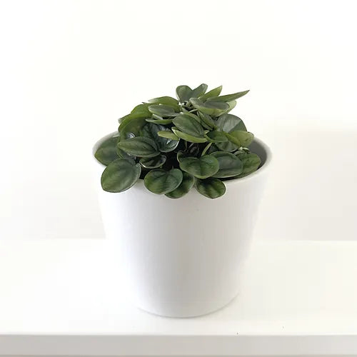 Peperomia 'Royal Princess'