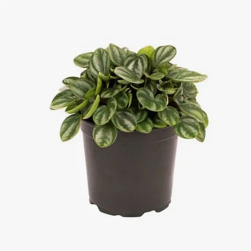 Peperomia 'Royal Princess'