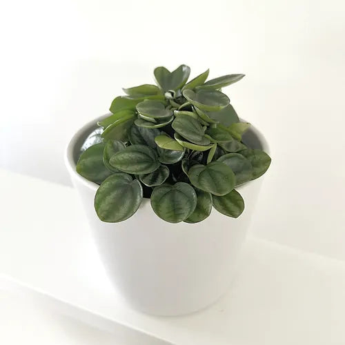 Peperomia 'Royal Princess'